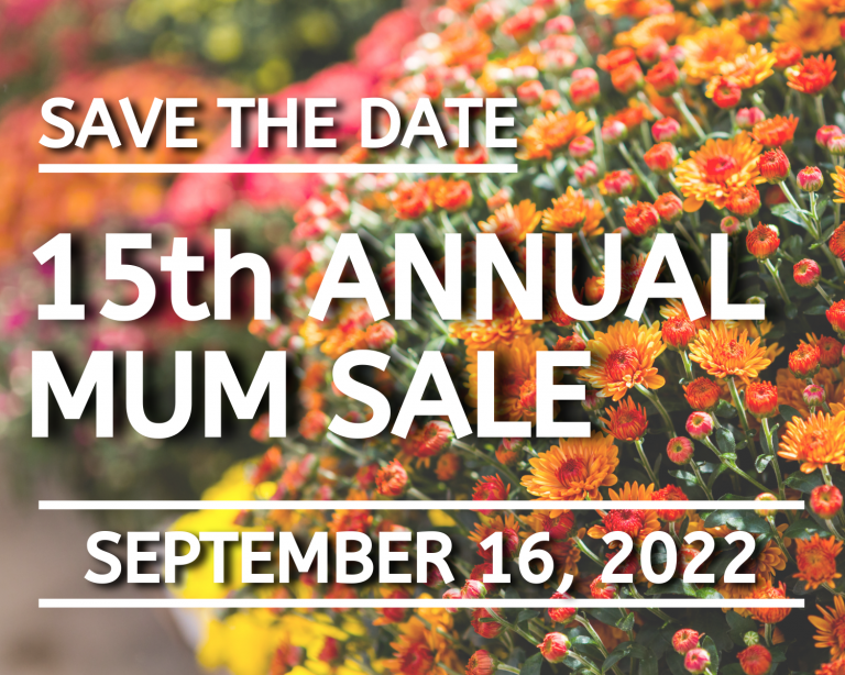 15th Annual Mum sale Hospice of Orange & Sullivan